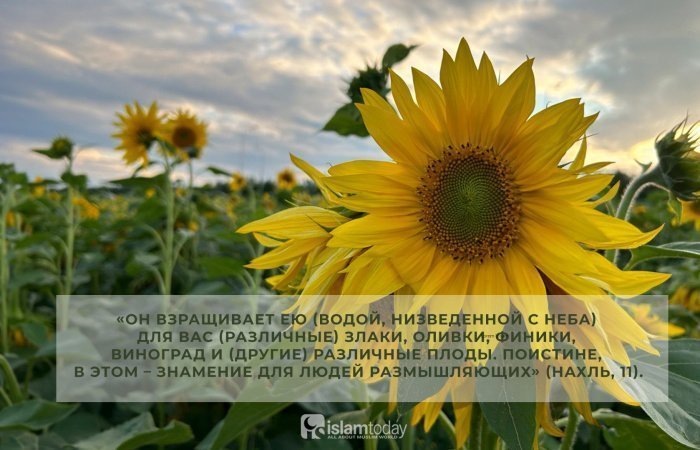 Фото: Ислам-тудей