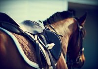 100 джиннов, крылатые кони и пропущенный намаз: история пророка Сулеймана (а.с.)