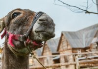 Зависть и неудовлетворенность судьбой: грустная притча о лошади и муле