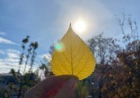 3 урока осени: чему верующий может научиться у увядающей природы