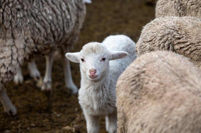 Фото: elements.envato.com/ru. Автор: rushay1977