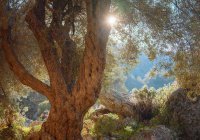 Секрет дерева, которым клянется Аллах в Коране (Видео)