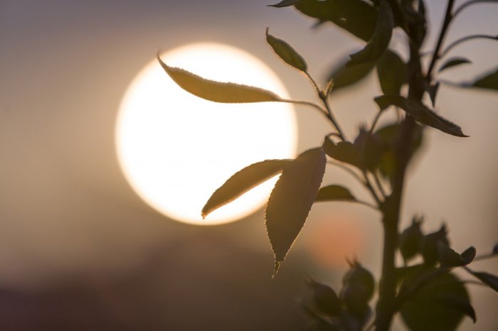 Фото: bilanol / elements.envato.com/ru