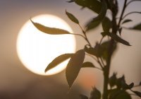 1000 и один хадис: «В Судный день солнце и луна будут свернуты»