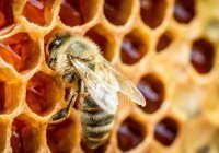 Мед в сунне Пророка ﷺ и современной медицине