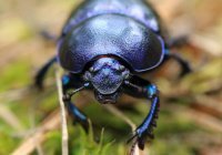 Чудеса сотворения: насекомое с рогами больше тела (Видео)