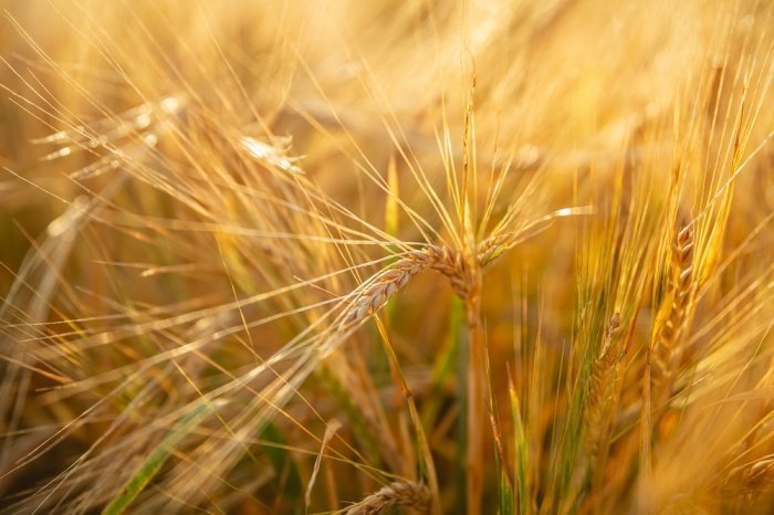 Фото: iloli / elements.envato.com Фото: iloli / elements.envato.com