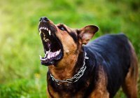 Мудрое наставление: поступай с шайтаном как со свирепой собакой