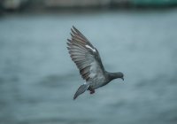 Притча о таваккуле: уповайте на Аллаха как птицы