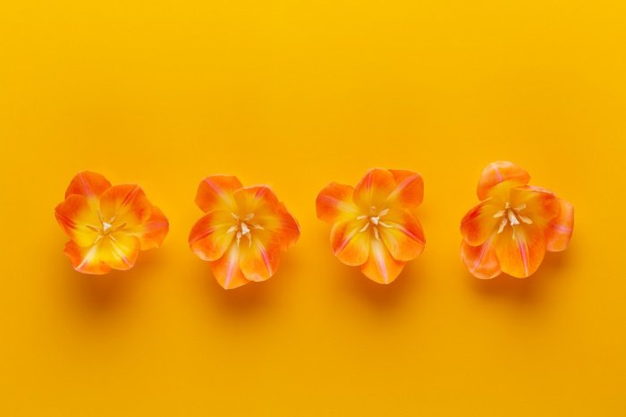 Фото: GitaKulinica / elements.envato.com