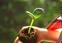 Чем садака джария отличается от обычной милостыни?