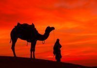 10 животных, которые войдут в Рай по милости Аллаха