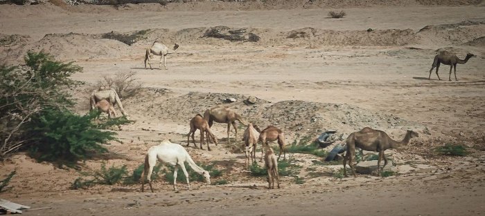 Саудовская Аравия без виз: 10 фактов о стране, которую теперь легче увидеть