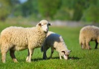 Акыка и назр: два важных жертвоприношения в исламе