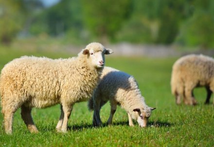 Акыка и назр: два важных жертвоприношения в исламе