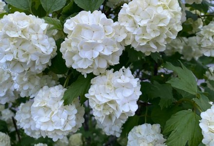 «Весна сердца»: особая дуа для духовного обновления