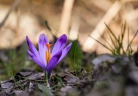 Аллах скрыл свет сердец за внешними завесами...