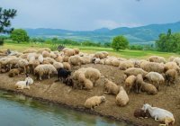 Курбан-байрам в 2026 году: дата, смысл и традиции праздника