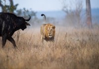 Лев, бык и два шакала: притча о зависти и предательстве