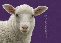 Курбан-байрам 2026: правила жертвоприношения