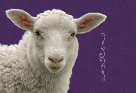 Курбан-байрам 2026: правила жертвоприношения