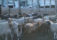 Курбан-байрам 2026 в Татарстане: даты, размер нисаба и правила жертвоприношения 