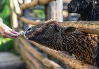 Правила курбана: что делать с мясом, шкурой и кровью животного