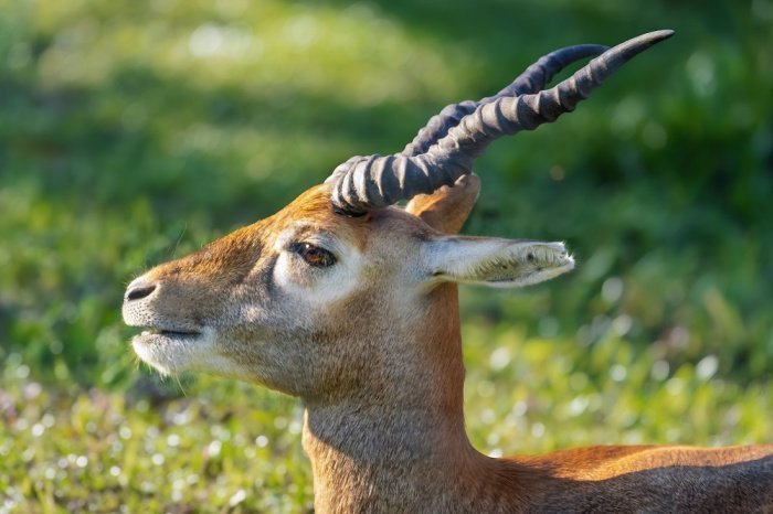 Фото: diegograndi / elements.envato.com 