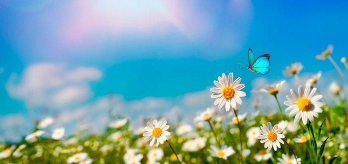Фото: butterfly / shutterstock.com