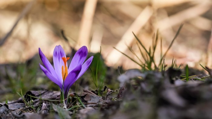 Фото: Lubo Ivanko / shutterstock.com