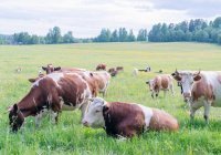 Можно ли молиться в одежде, испачканной кровью животного?