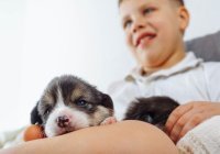 Ребёнку подарили собаку: как быть родителям-мусульманам?