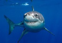 Рыбаки в Калифорнии сняли на видео выпрыгнувшую на три метра акулу