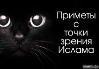Черная кошка - предупреждение о грядущей беде?