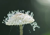 Биолог: В климатических катастрофах виноваты грибы