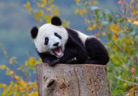В Финляндию приехали панды, подаренные Китаем