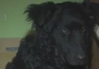 В Нижнекамске похороненная собака вернулась домой