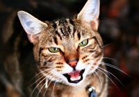 В Голландии создали систему распознавания морды кота