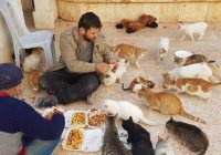 Сириец приютил у себя сотни кошек и спас их от смерти!