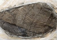 Ботинок возрастом 5000 лет нашли в озере в Швейцарии 