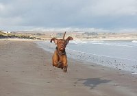 Летающий пес живет в Шотландии (ФОТО)