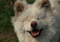 Осиротевшего пса поддержала вся Япония (ФОТО)