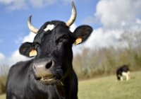 В Татарстане ураган убил 57 коров