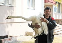 В Белоруссии умирает слишком толстый одинокий лебедь (ВИДЕО)