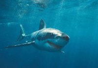В США женщина победила 2-метровую акулу (ВИДЕО)