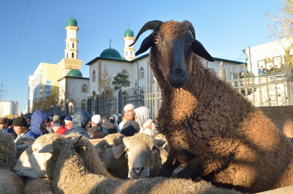 Власти Австрии хотят запретить ритуальный забой скота. 