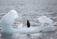 Признаки будущей катастрофы обнаружили в Антарктиде