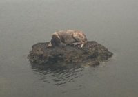 В Греции собака, которая жила в воде, вернулась в семью