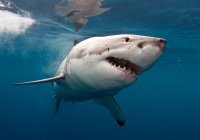 В США биолога чуть не проглотила акула (ВИДЕО)