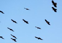 Дроны защитят аэропорты от птиц